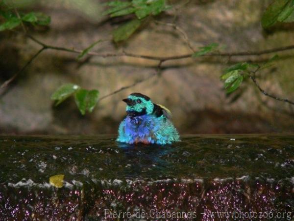Opal-rumped tanager