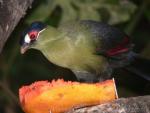 Hartlaub's turaco *