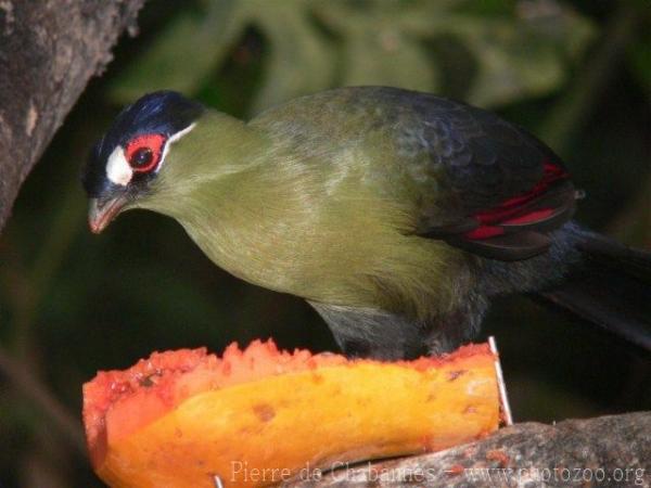 Hartlaub's turaco *