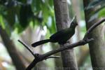 Livingstone's turaco *