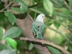 Blue-grey tanager