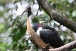 Straw-necked ibis