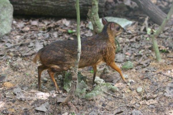 Lesser oriental chevrotain