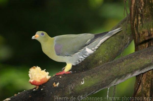 African green-pigeon *