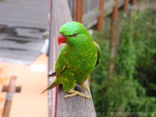 Scaly-breasted lorikeet