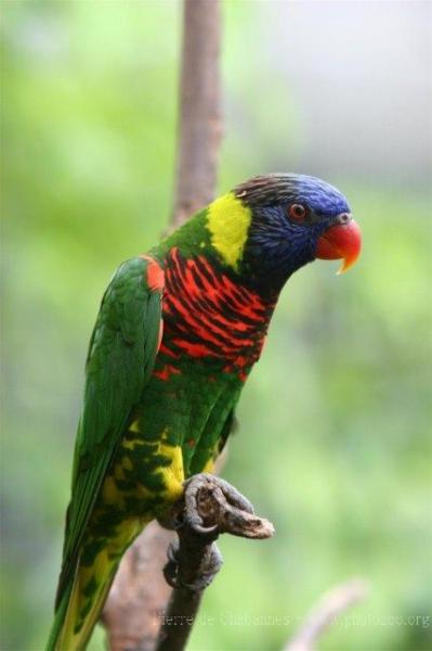 Coconut lorikeet