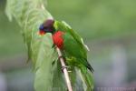 Coconut lorikeet *