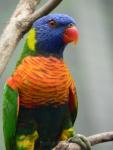 Coconut lorikeet