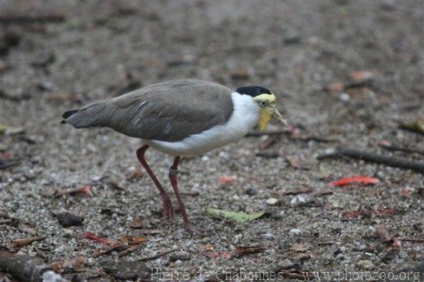 Masked lapwing