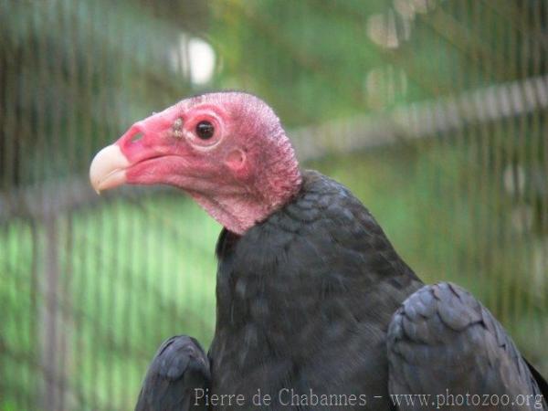 Turkey vulture