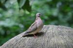 Eared dove