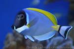 Powderblue surgeonfish