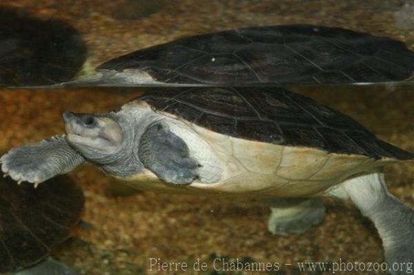 Southern river terrapin *