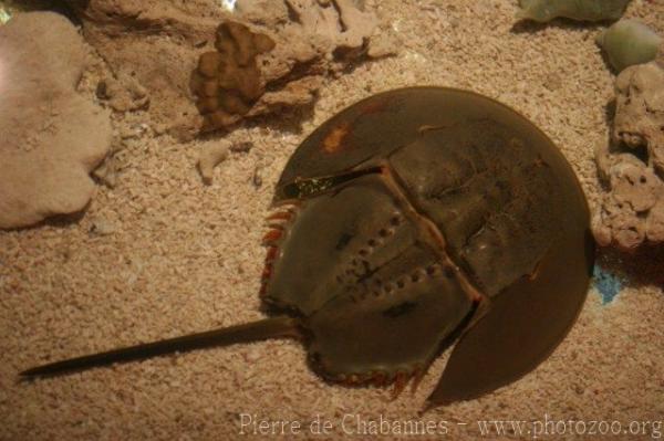 Chinese horseshoe crab