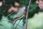 Pink-necked green-pigeon