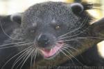 Malayan binturong *