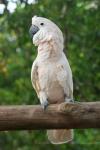 Salmon-crested cockatoo