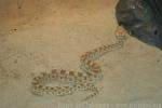 Arabian horned viper *