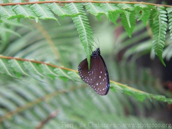 Striped blue crow