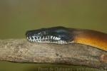 Northern white-lipped python