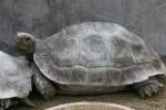 Burmese brown tortoise