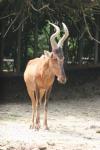 Red hartebeest *