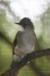 Cinereous bulbul