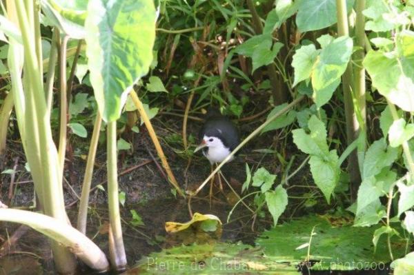 White-breasted waterhen