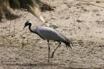 Demoiselle crane