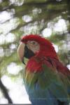 Green-winged macaw