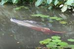 Arapaima