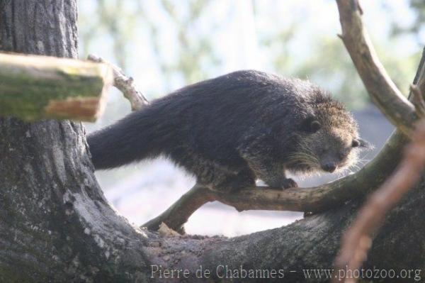 Malayan binturong