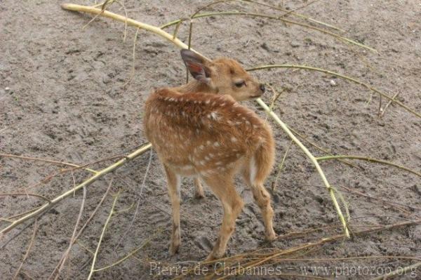 Chital