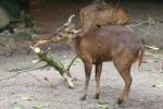 Bawean deer