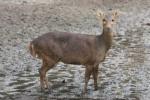 Bawean deer