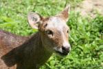 Indian hog deer *