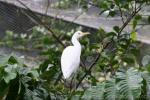 Asian cattle egret