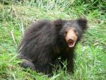 Indian sloth bear