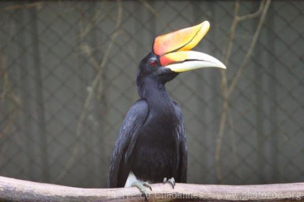 Sumatran rhinoceros hornbill