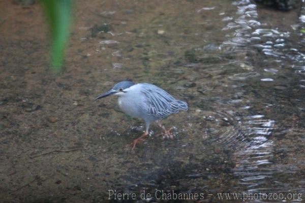 Green-backed heron