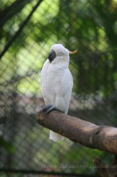 Citron-crested cockatoo