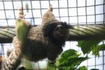 Black tufted-ear marmoset *