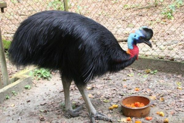 Northern cassowary