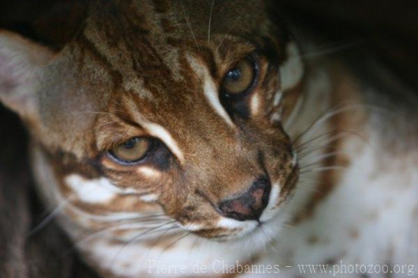 Asian golden cat