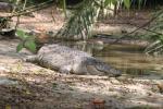 Saltwater crocodile