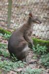 Dusky pademelon