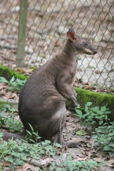 Dusky pademelon