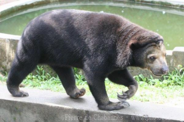 Malayan sun bear