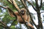 White-handed gibbon