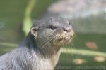 Smooth-coated otter